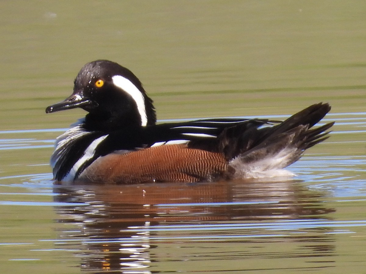 Капюшоновый крохаль - ML652639823