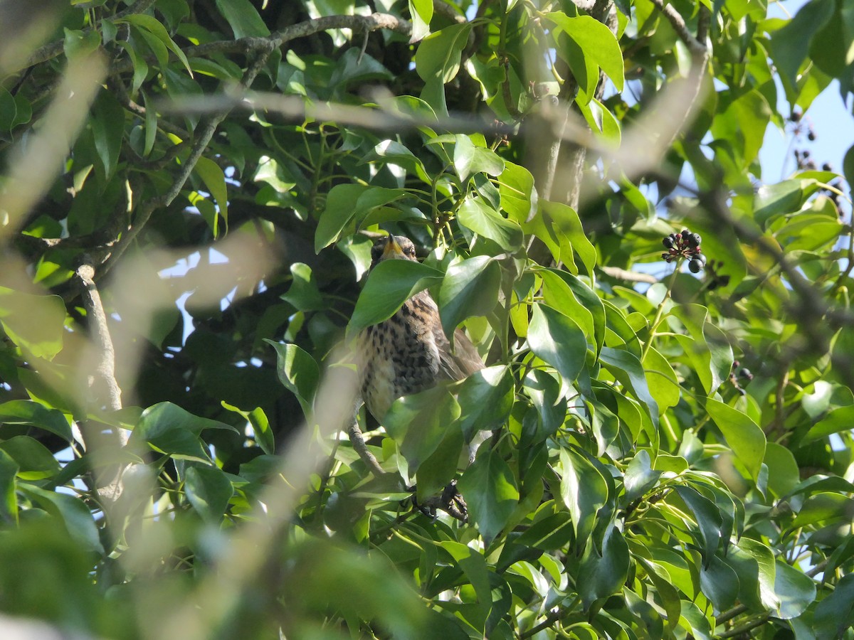 Рябинник - ML652639826