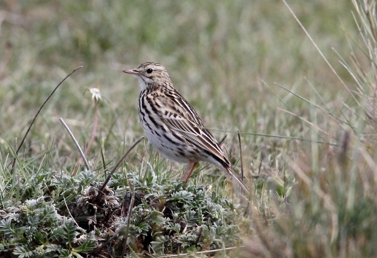 Патагонский конёк - ML652639827