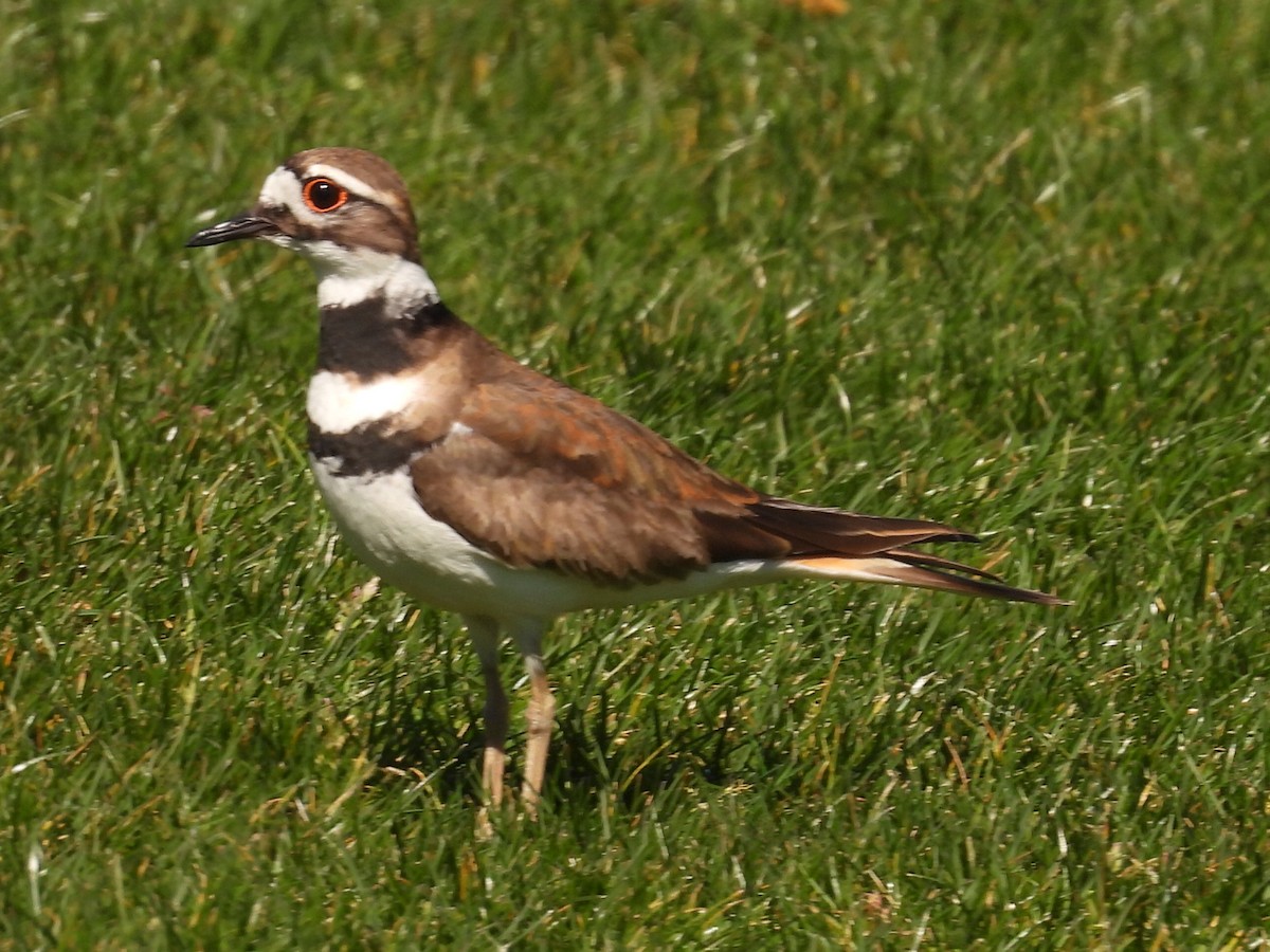 Крикливый зуёк - ML652639829