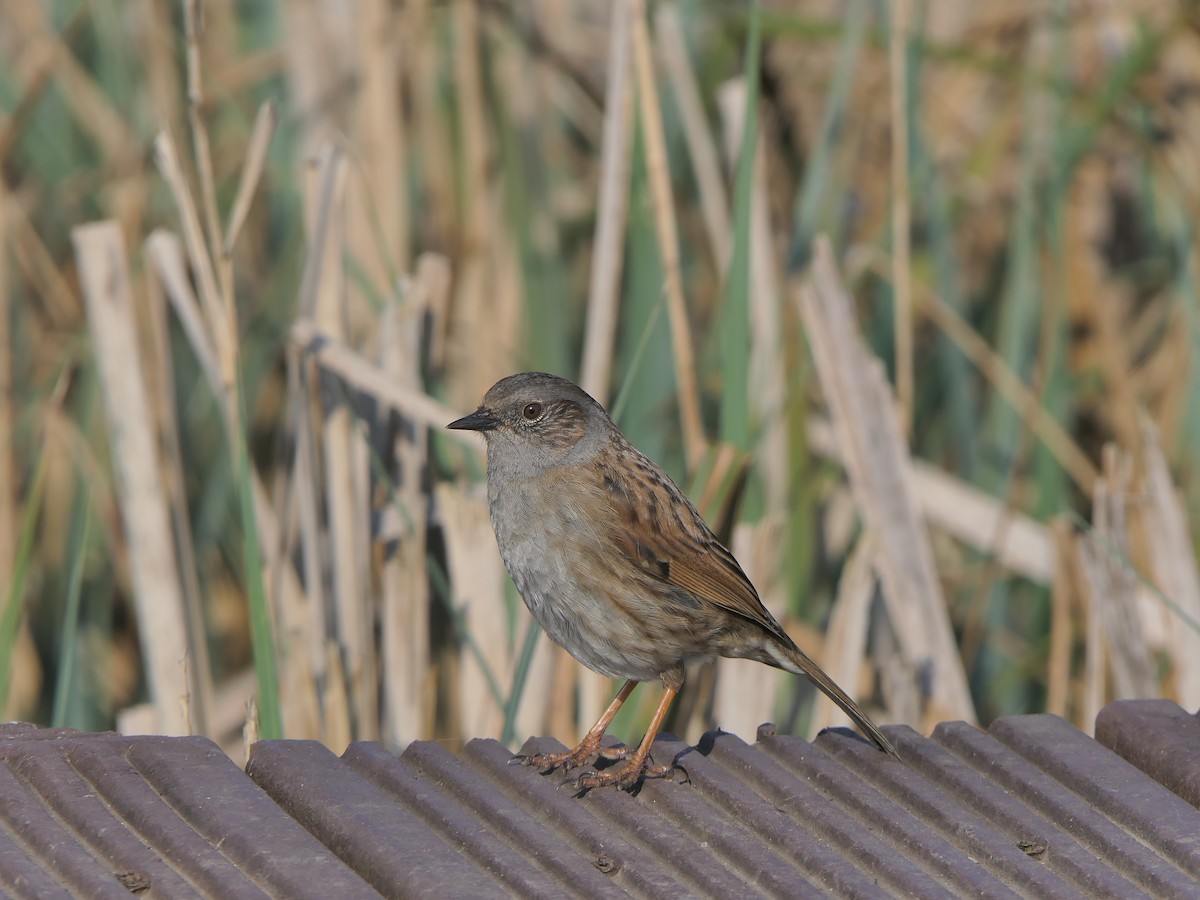 Лесная завирушка - ML652639833