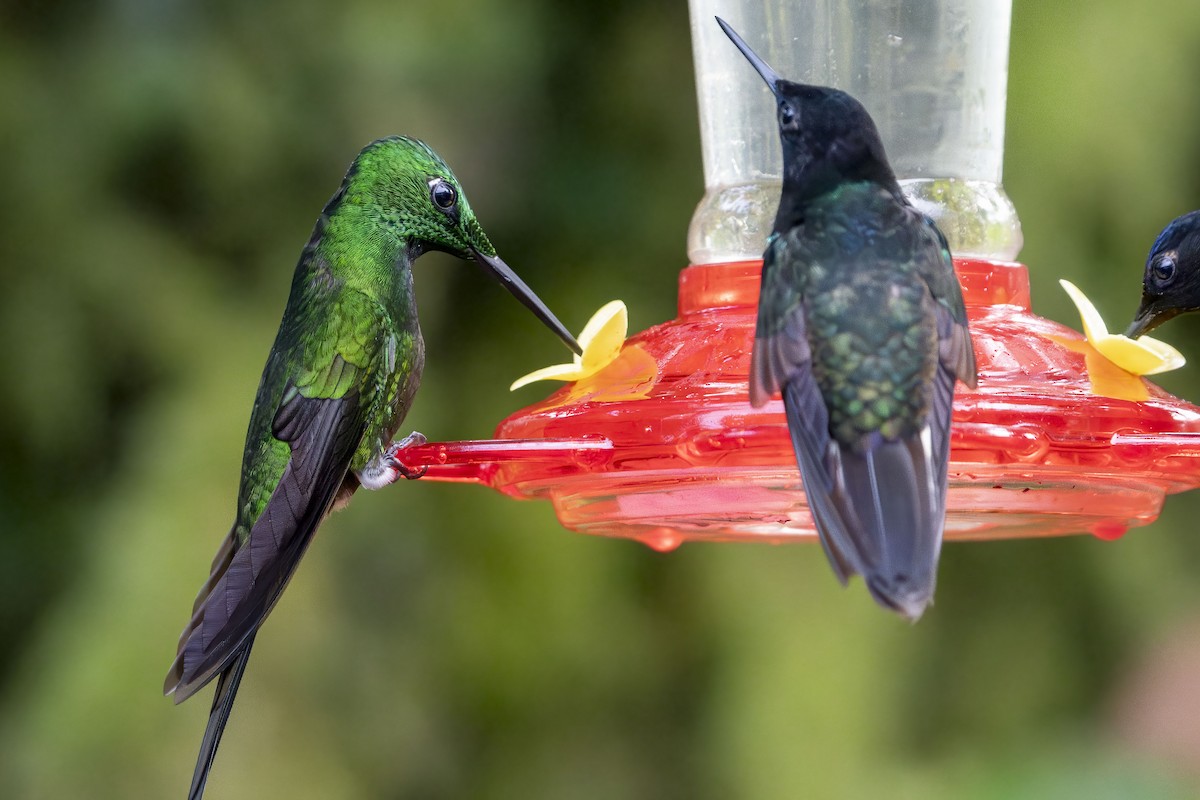 Королевский бриллиант - ML652639834