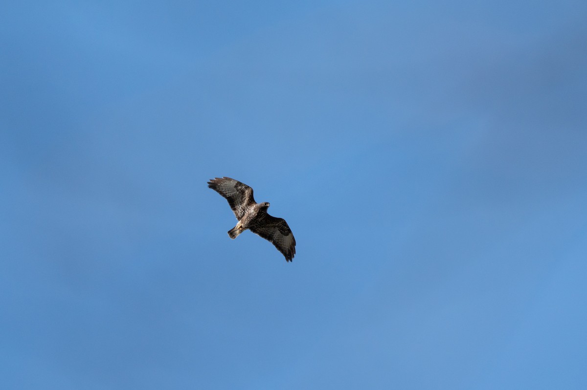 Канюк - ML652639835