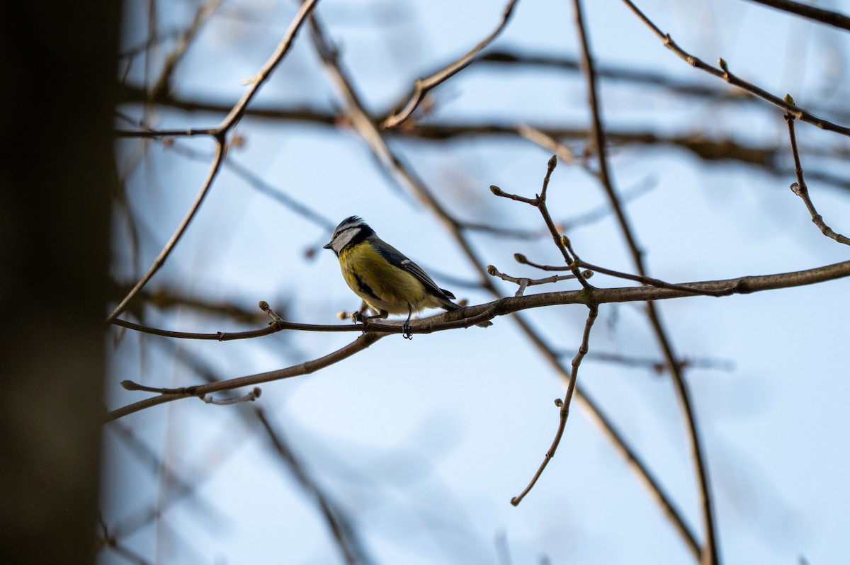 Лазоревка - ML652639836