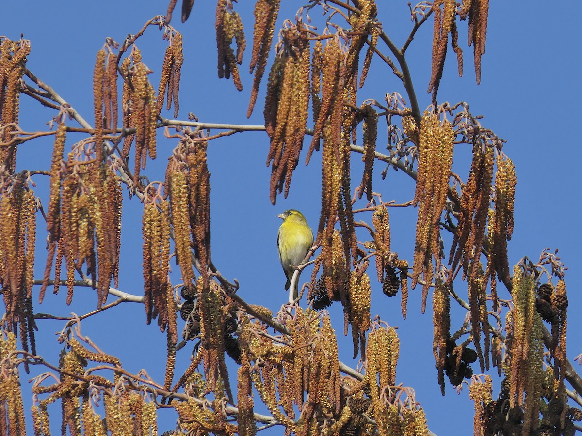 Чиж - ML652639837