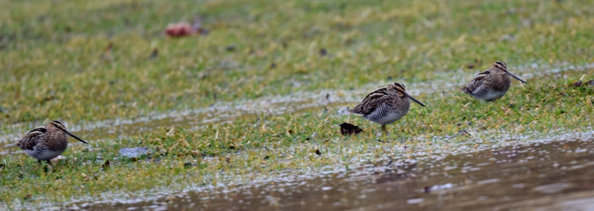 Американский бекас - ML652639838