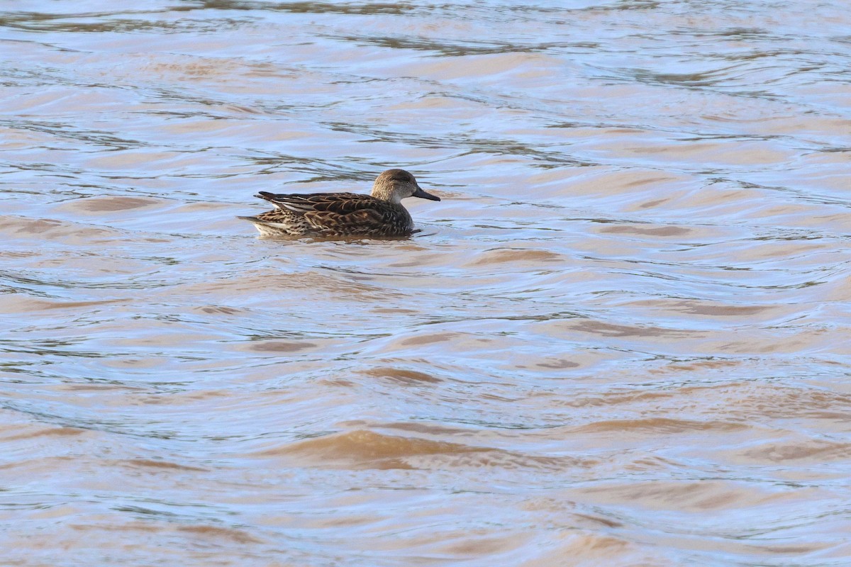 Чирок-свистунок - ML652639839