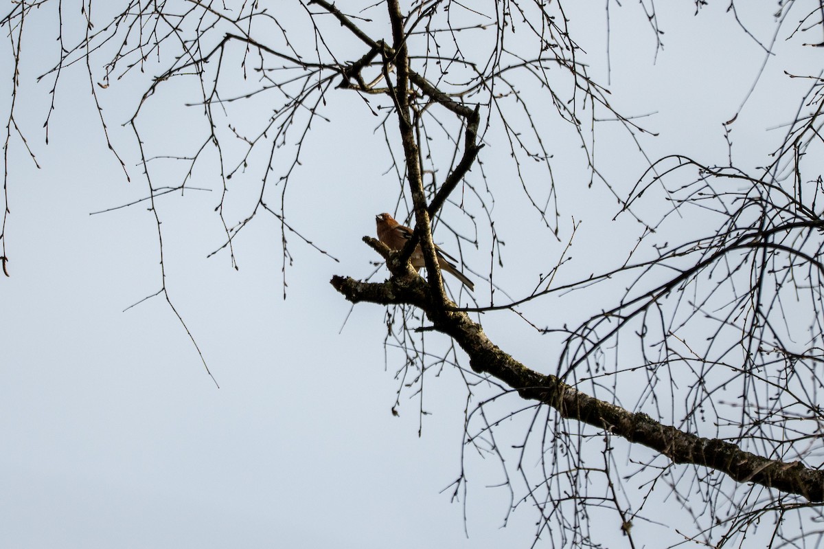 Зяблик - ML652639841