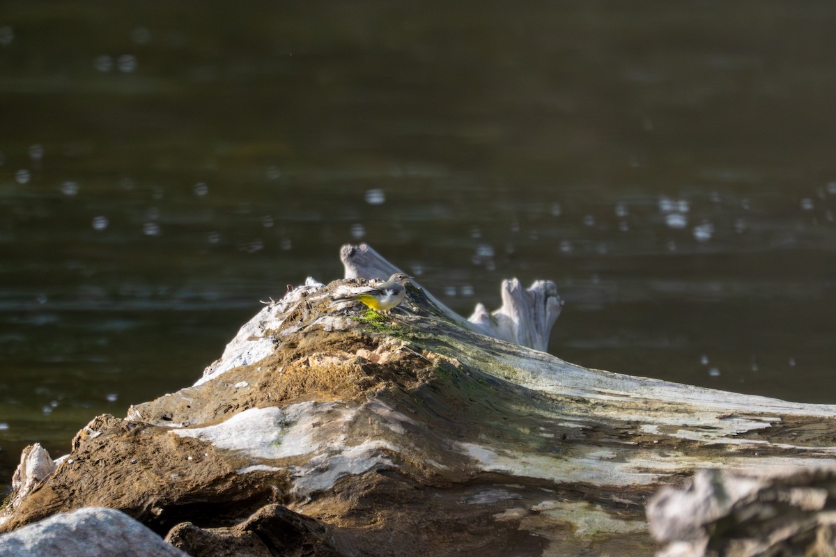 灰鶺鴒 - ML652640174