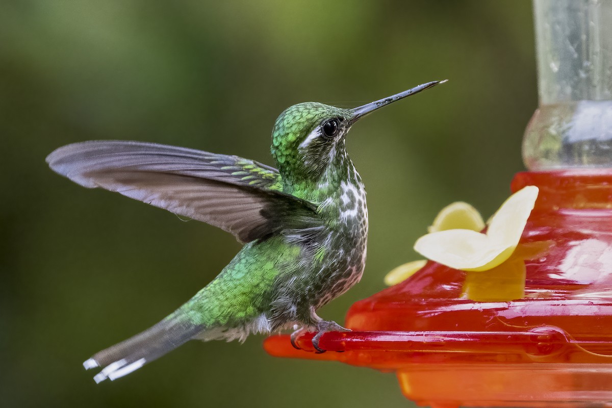 Purple-bibbed Whitetip - ML652640380