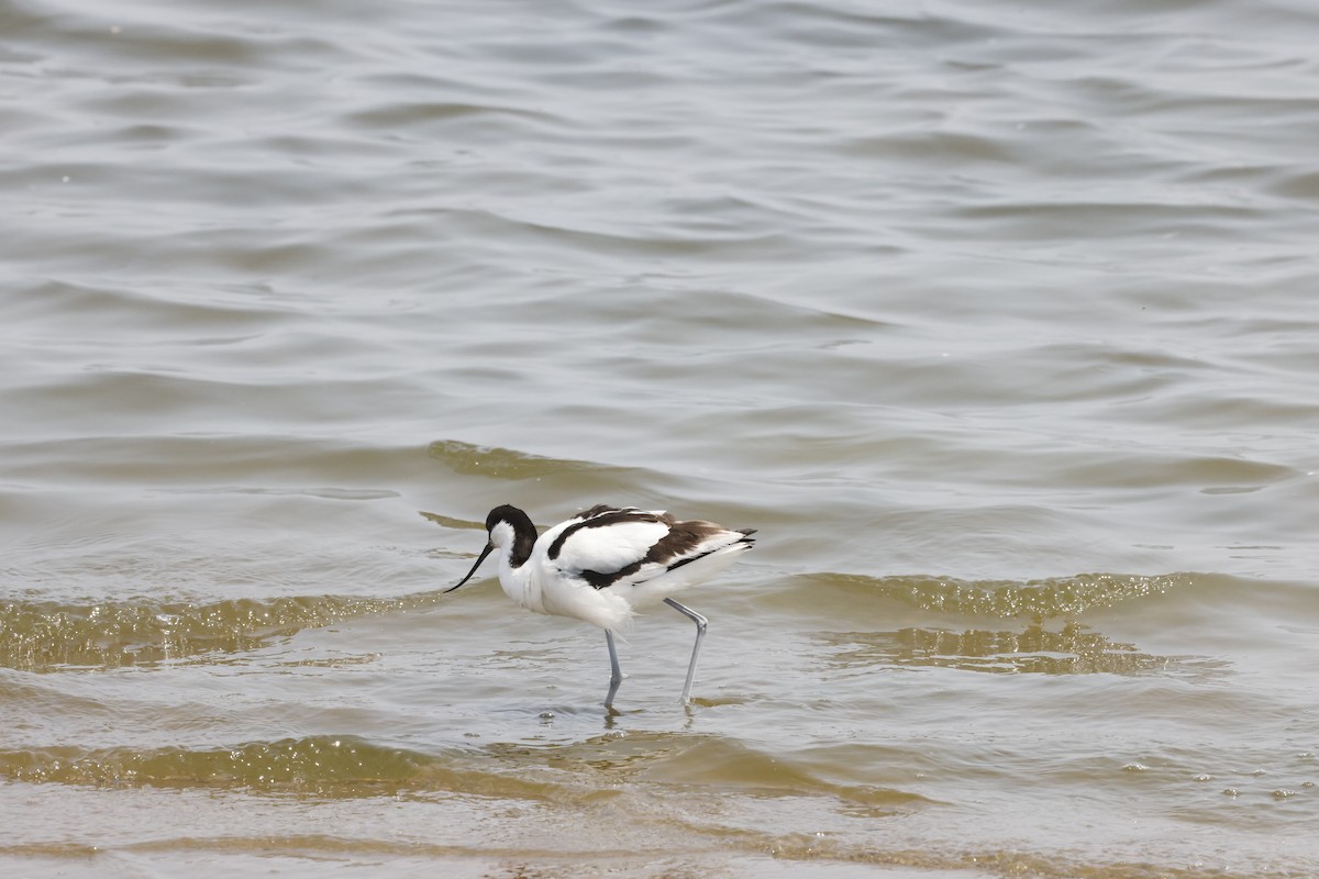 Шилоклювка - ML652640598