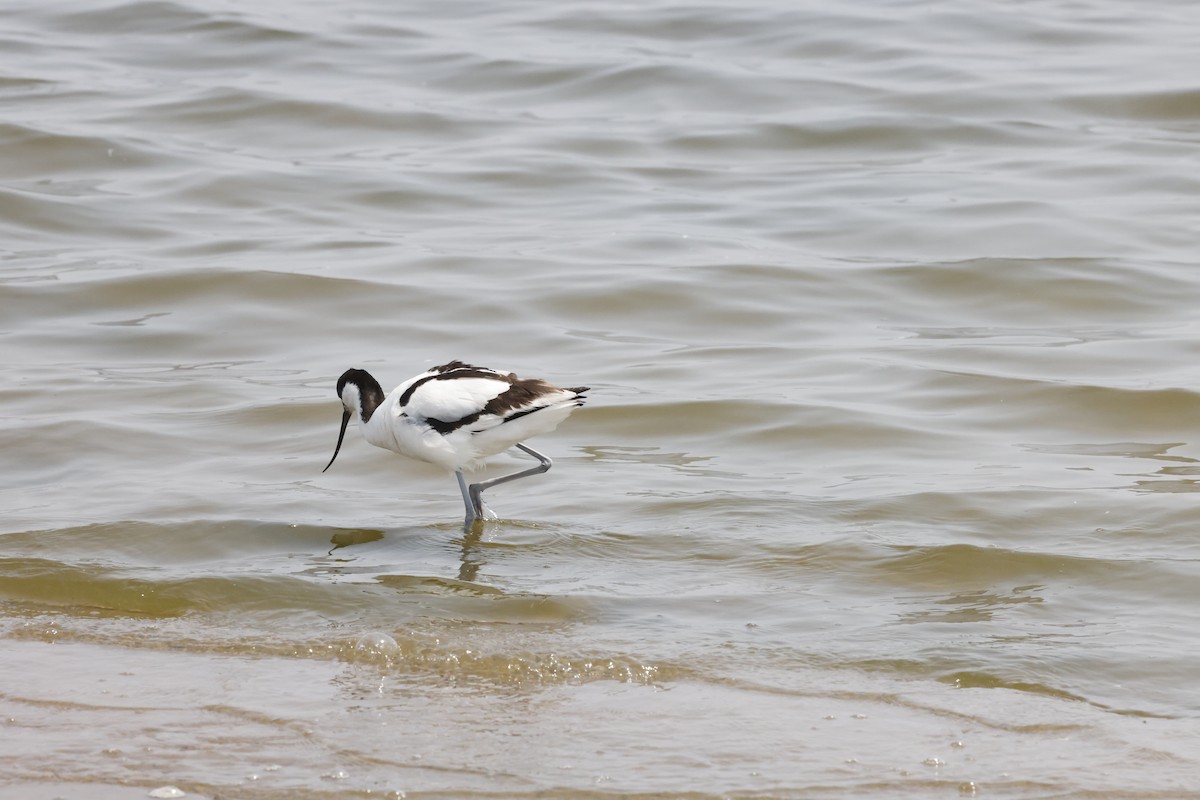 Шилоклювка - ML652640599