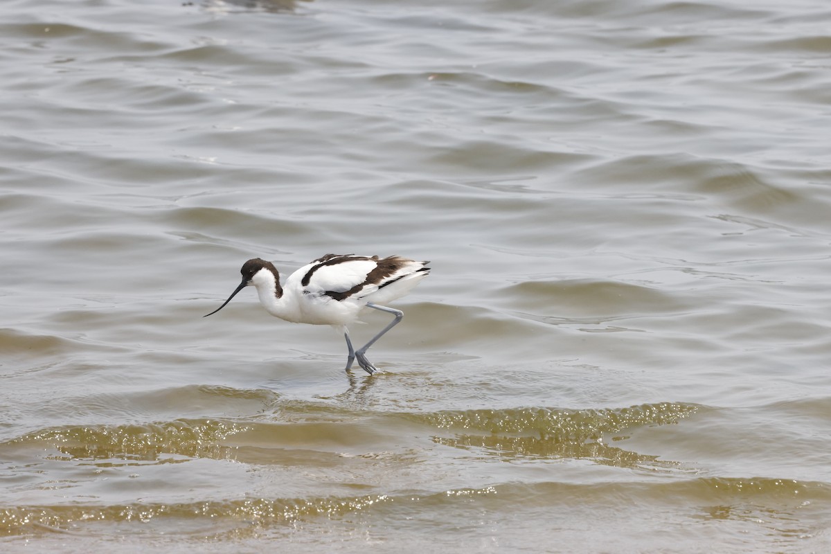 Шилоклювка - ML652640600