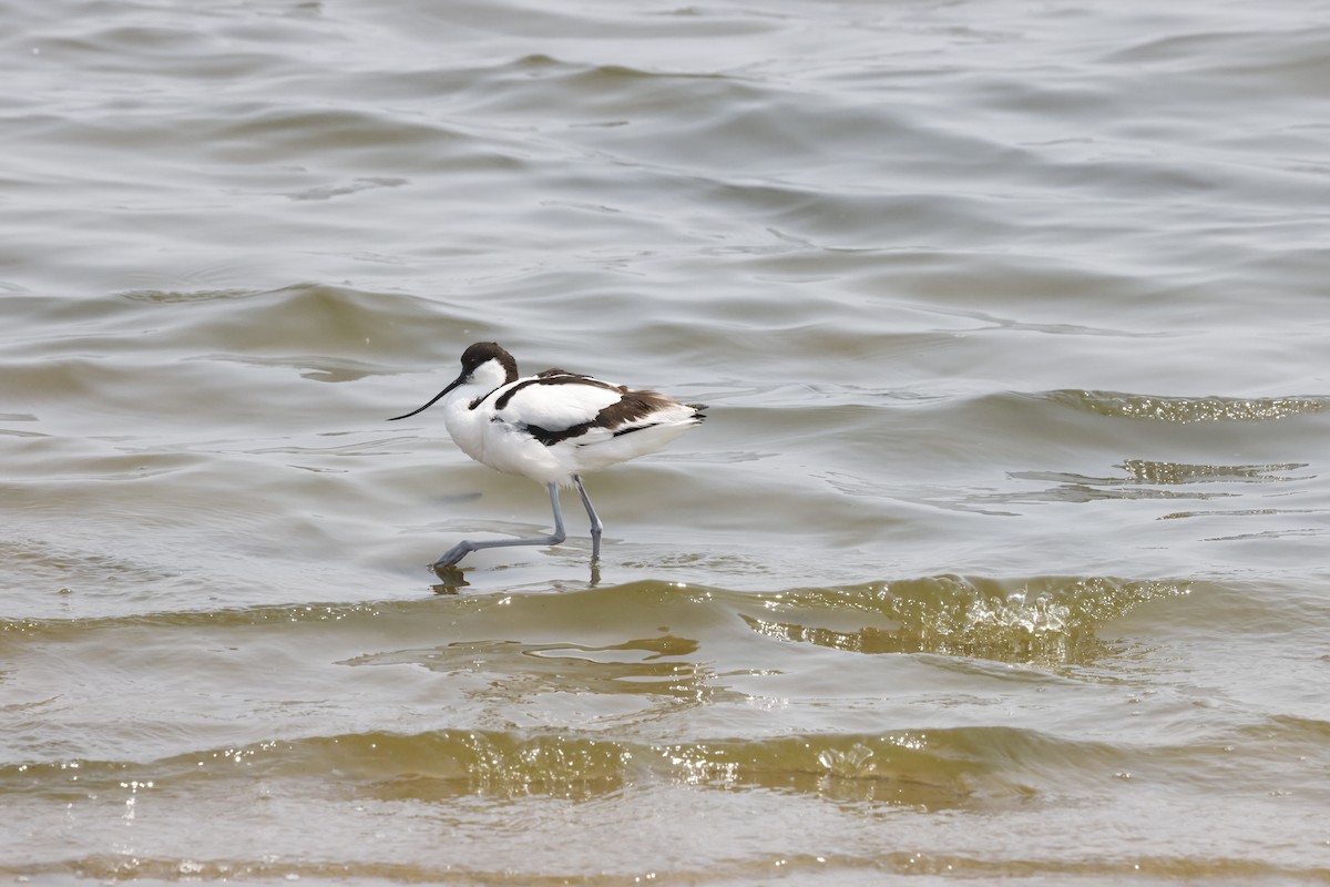 Шилоклювка - ML652640601