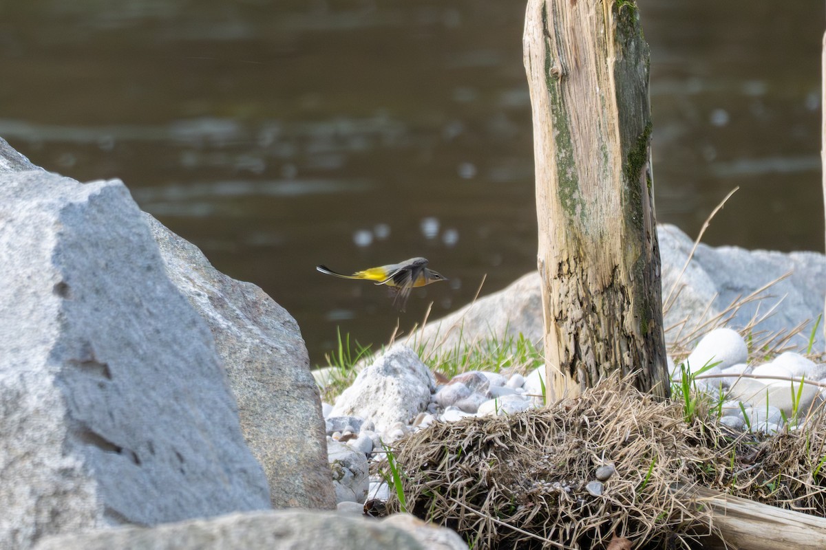 灰鶺鴒 - ML652640729