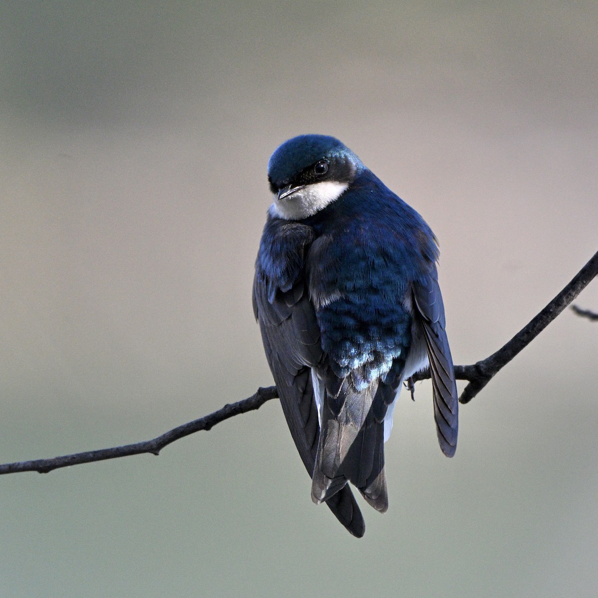 vlaštovka stromová - ML652640951