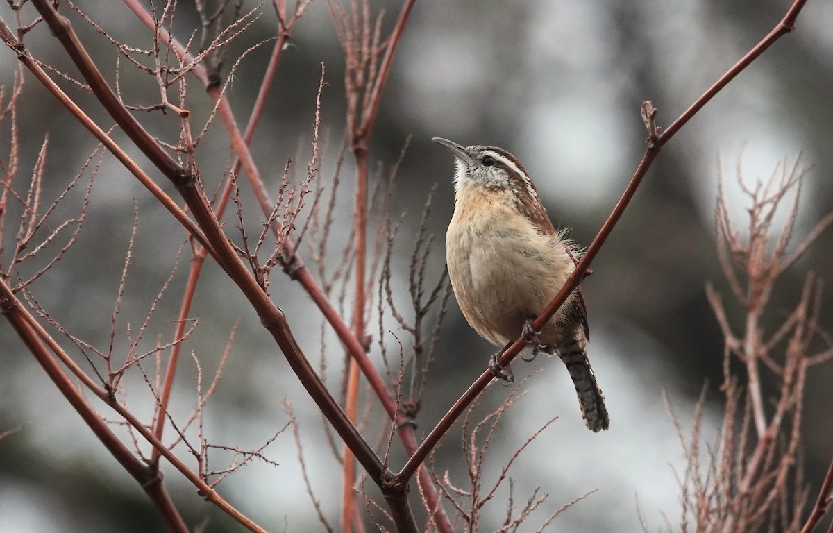 Carolina Wren - ML652641144
