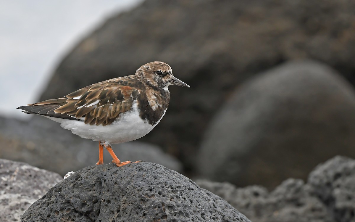 Ruddy Turnstone - ML652641422
