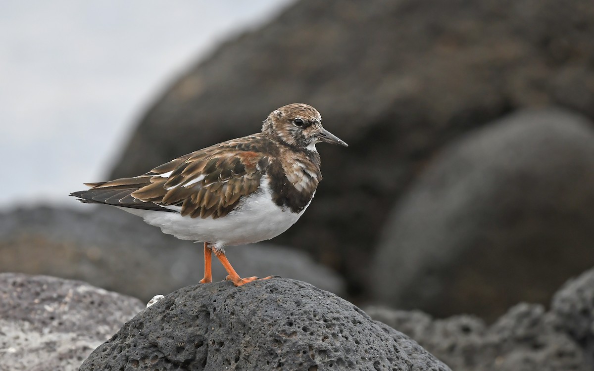 Ruddy Turnstone - ML652641423