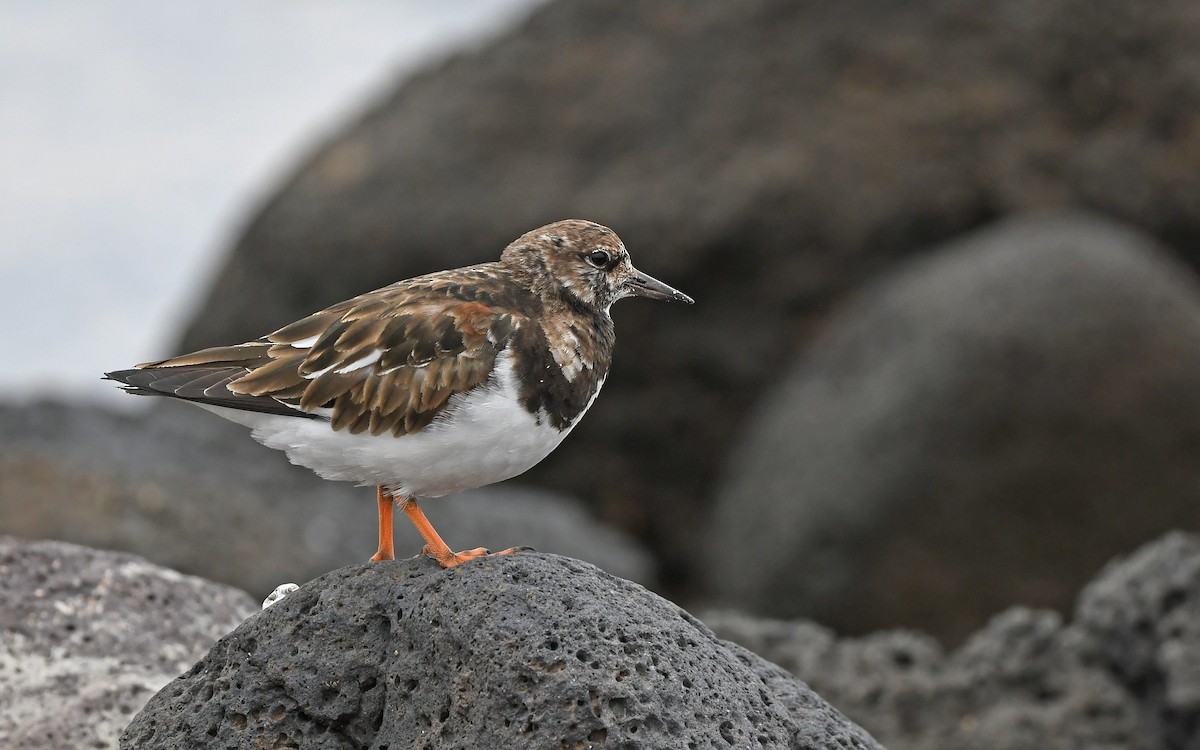 Ruddy Turnstone - ML652641424