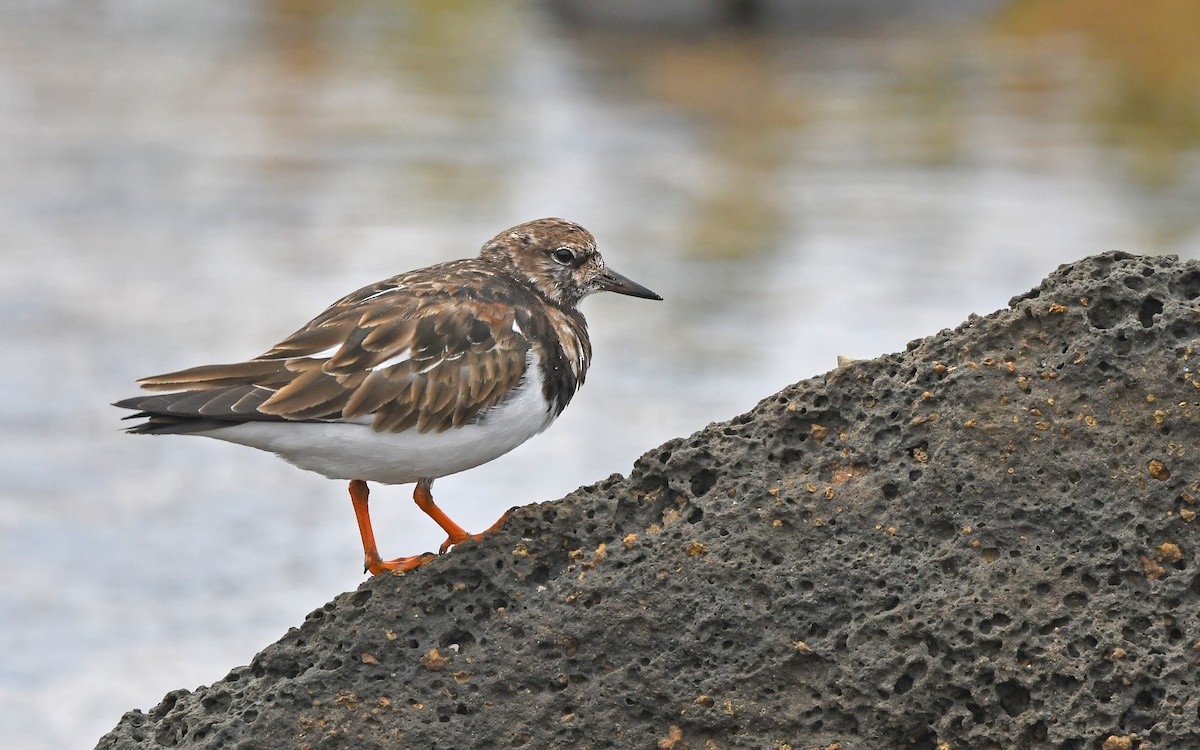 Ruddy Turnstone - ML652641425