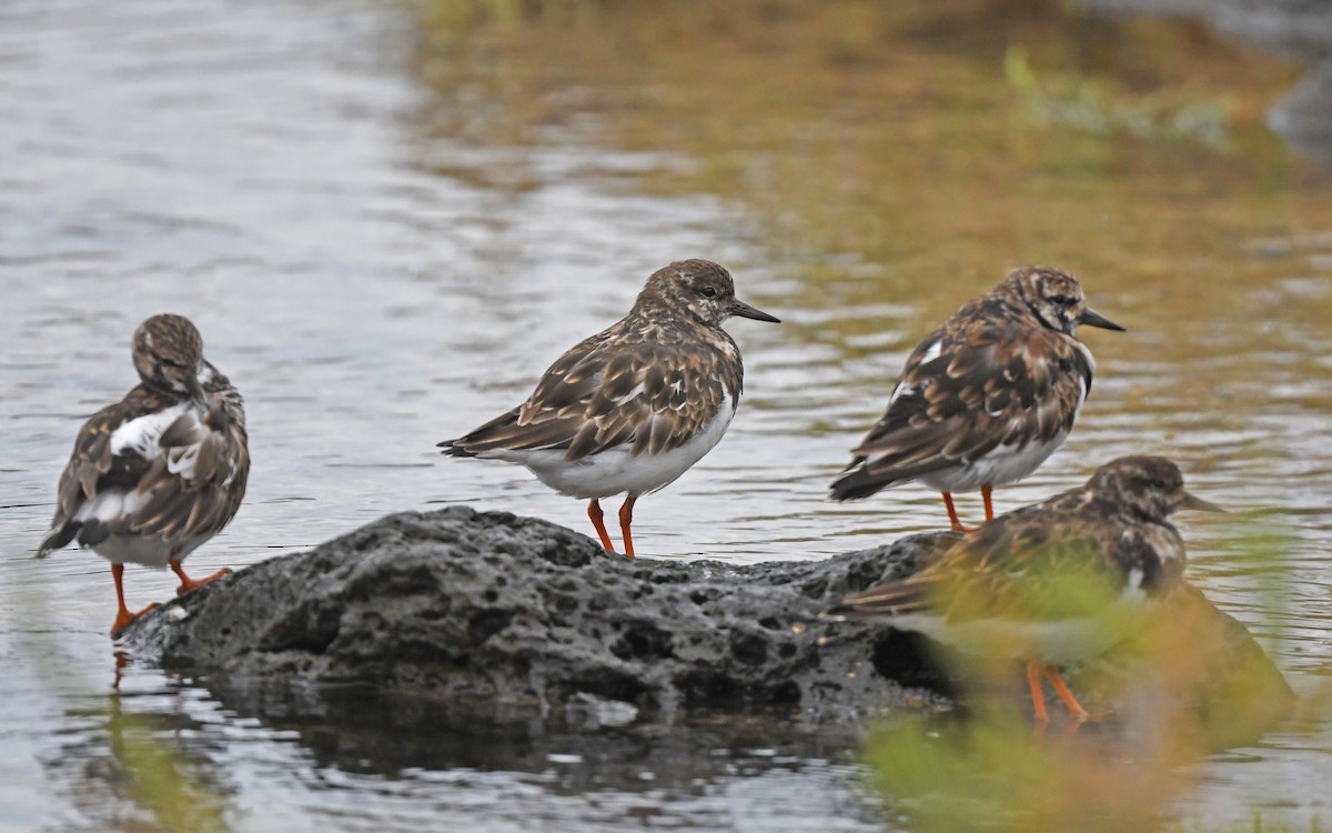 Ruddy Turnstone - ML652641426