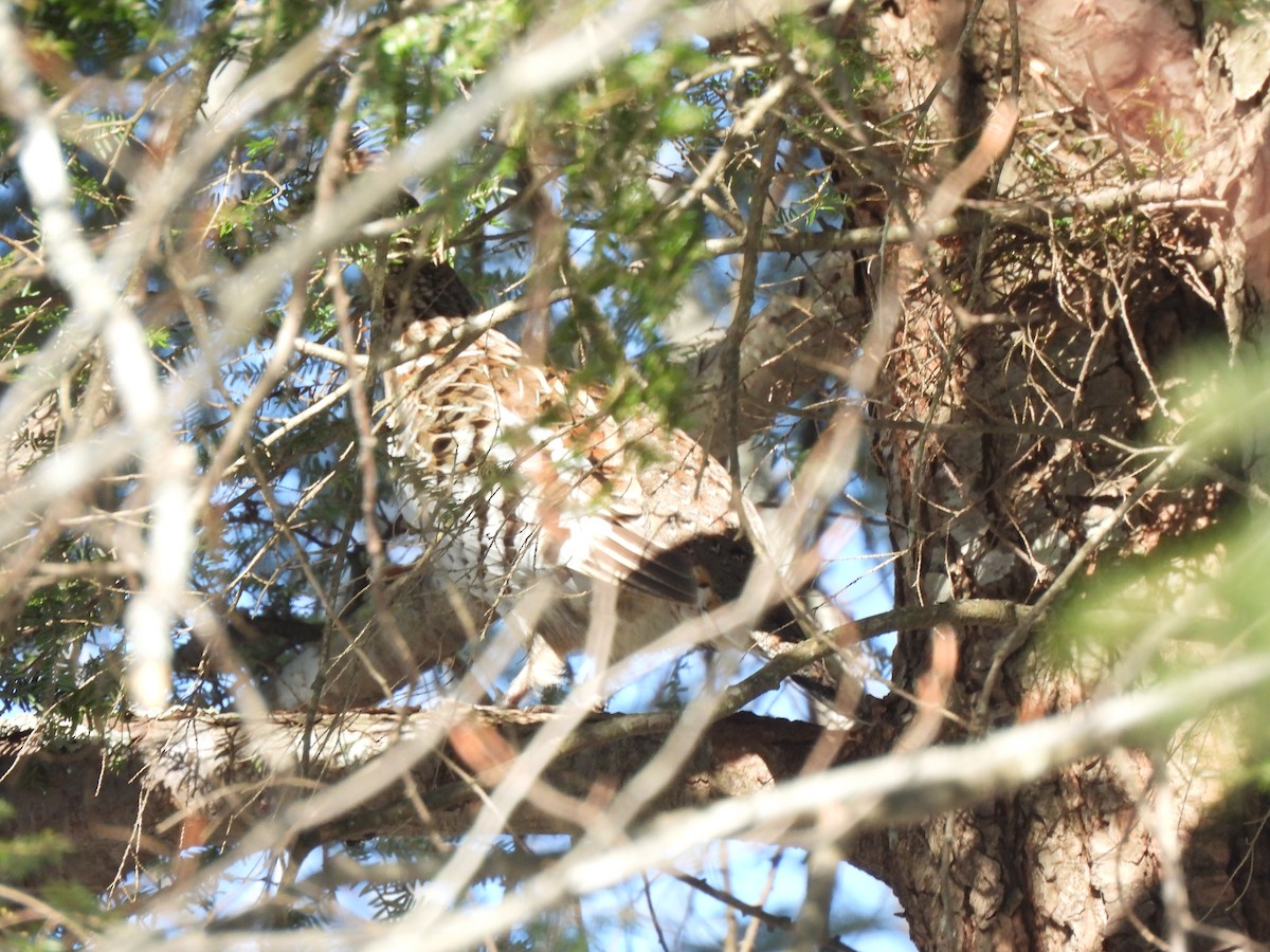 Grévol Engolado - ML652641567