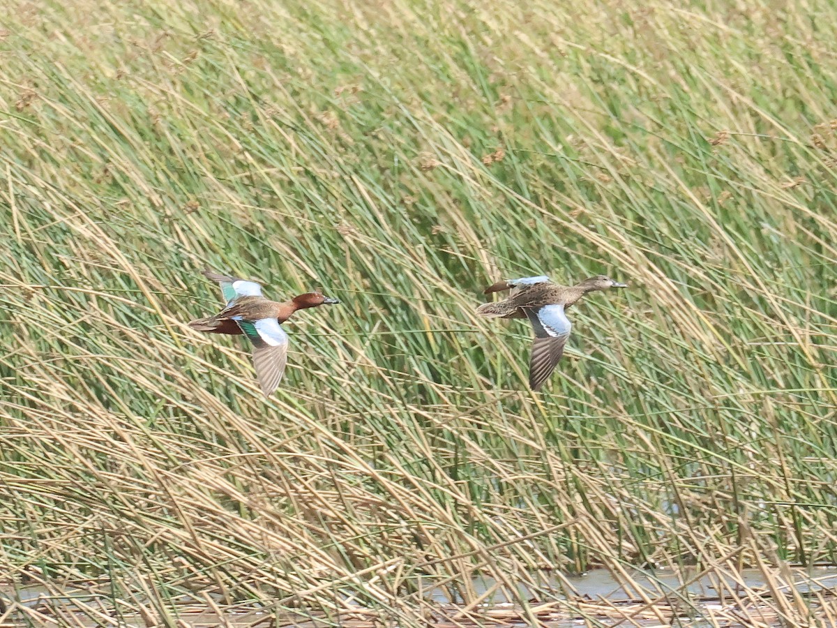 アカシマアジ - ML652641676