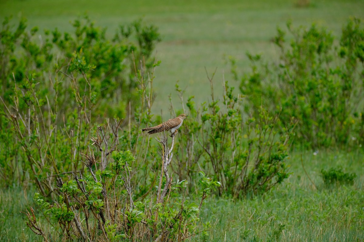 Common Cuckoo - ML652641717