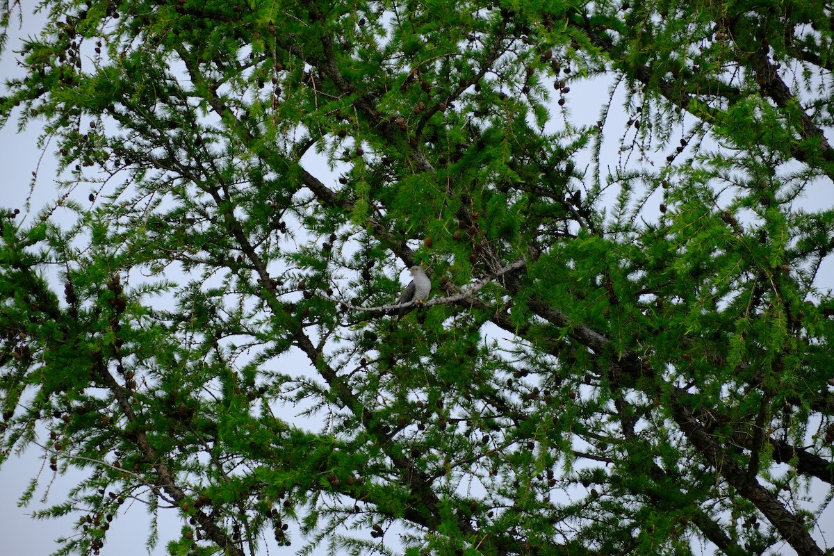 Common Cuckoo - ML652641745