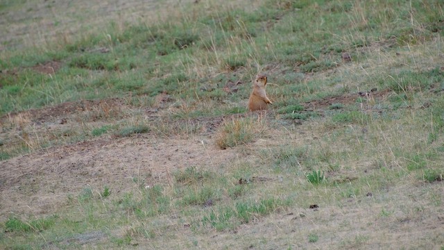 Animals - ML652641906