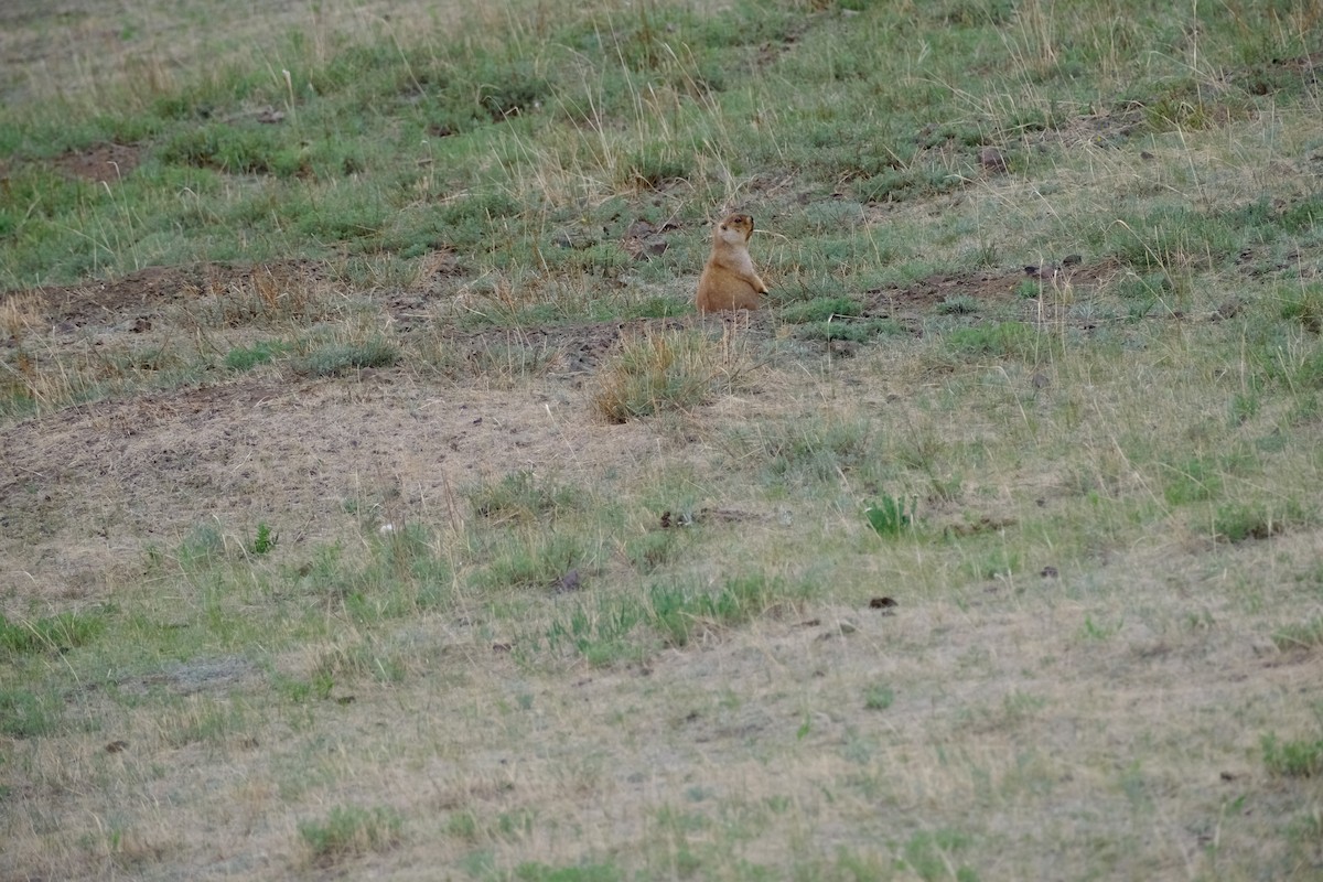 Animals - ML652641913