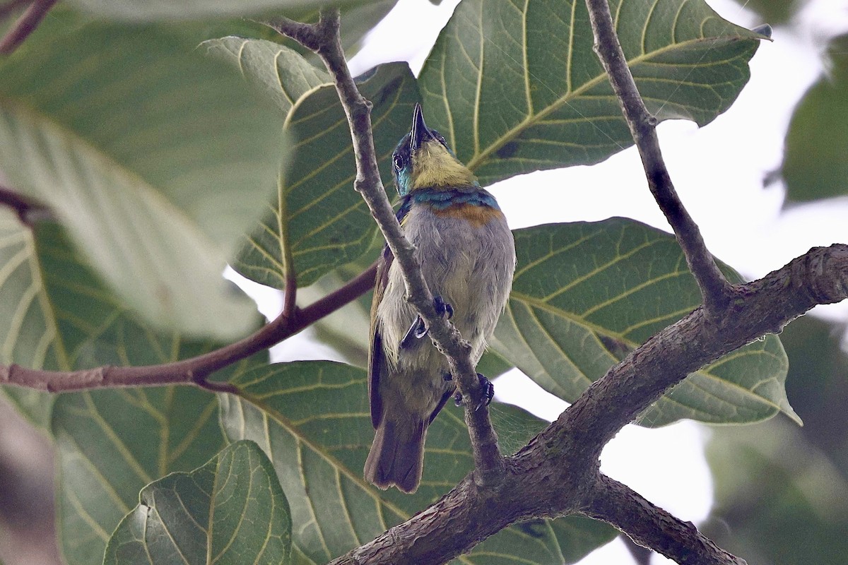 Yellow-chinned Sunbird - ML652642259