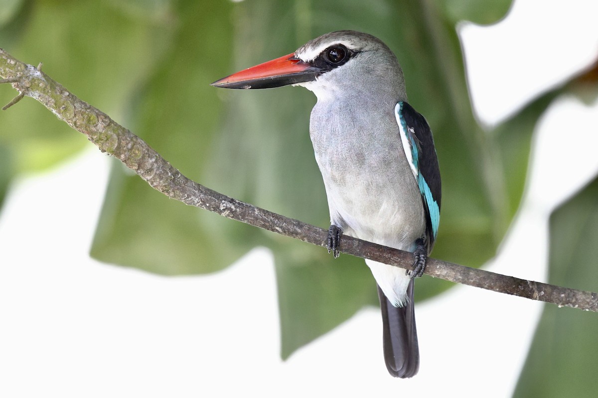 Woodland Kingfisher - ML652642288