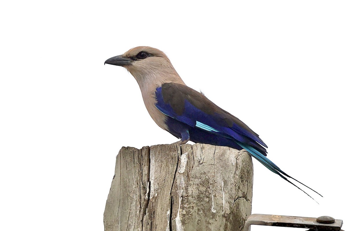 Blue-bellied Roller - ML652642323