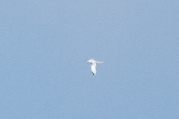 White-tailed Tropicbird - ML652642424