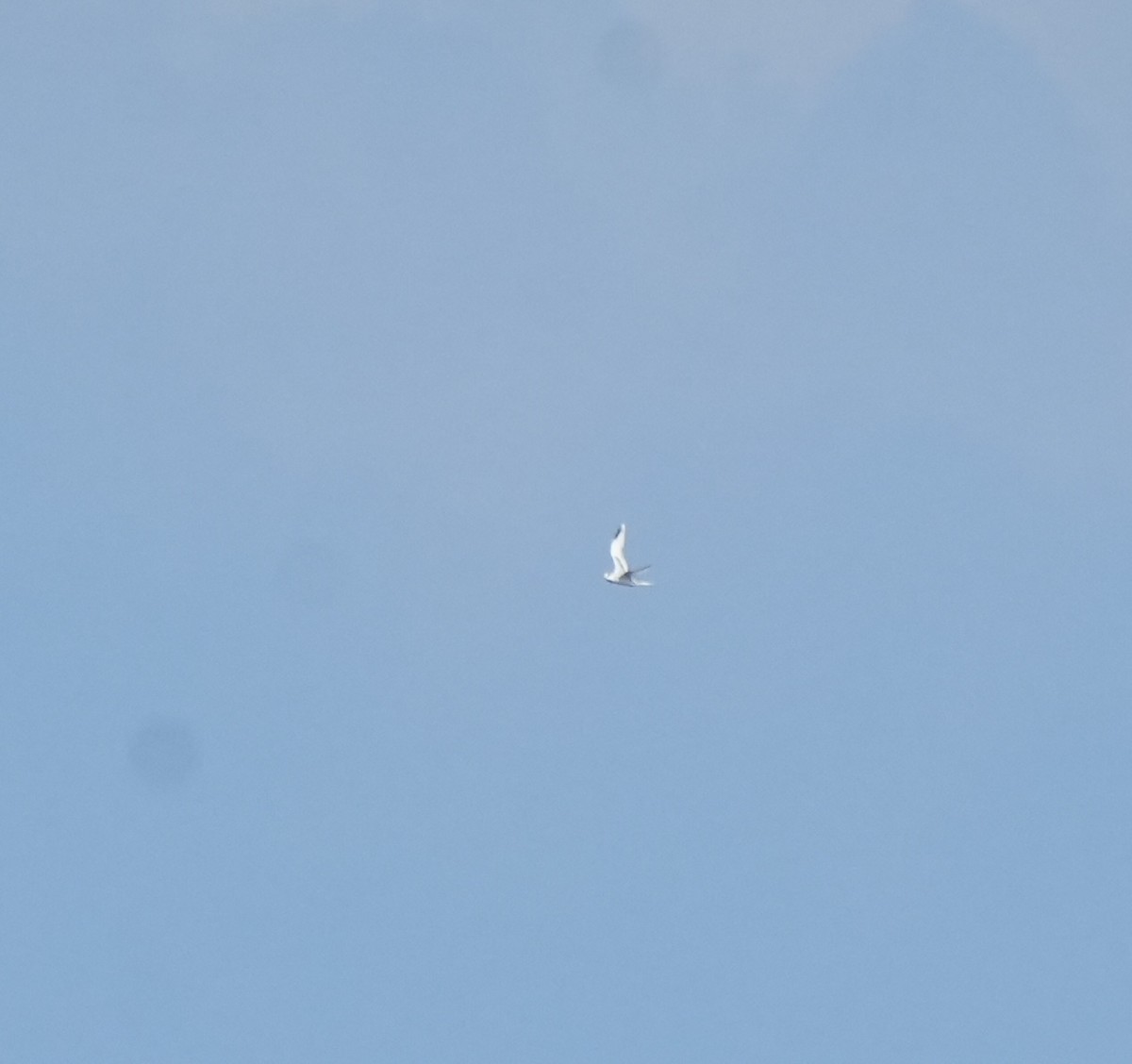 White-tailed Tropicbird - ML652642425