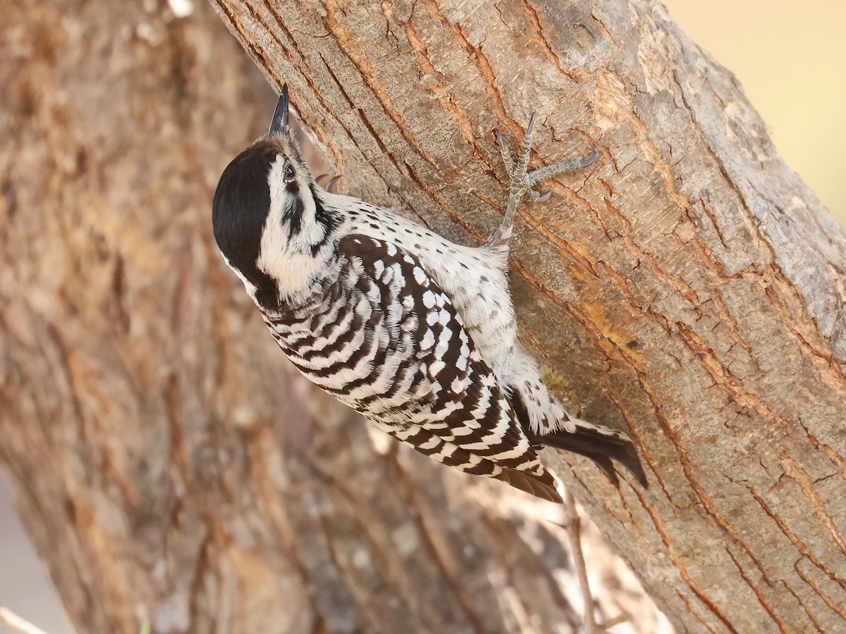 Ladder-backed Woodpecker - ML652642439