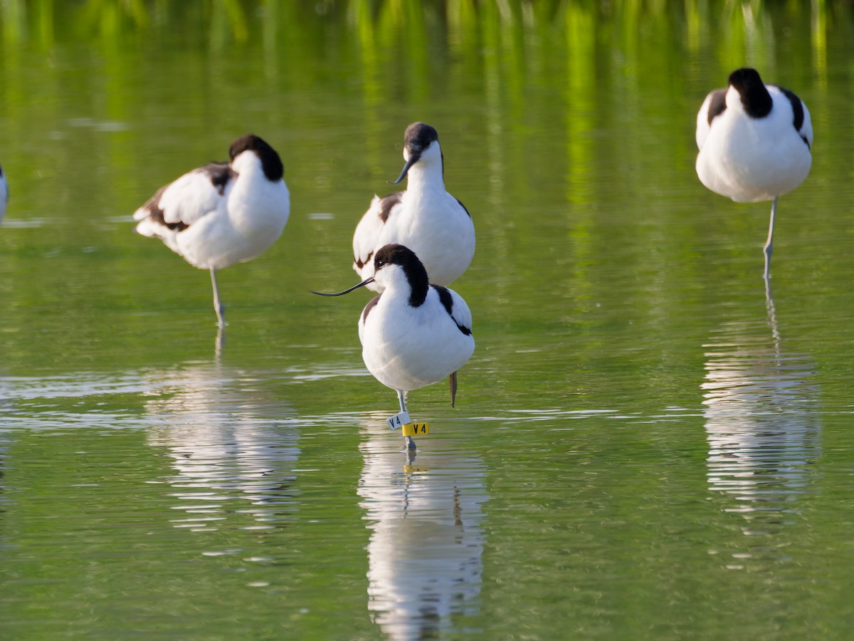 Шилоклювка - ML652642625