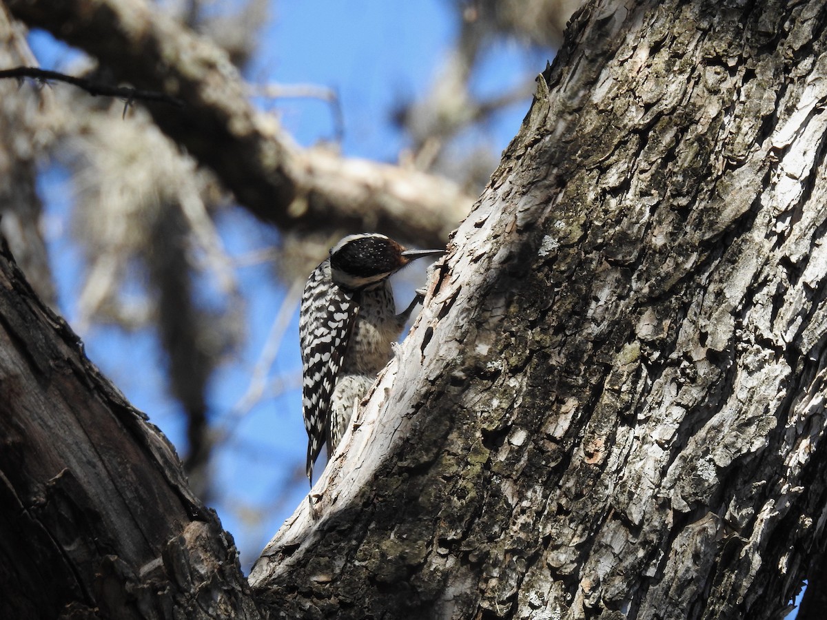 Ladder-backed Woodpecker - ML652642762