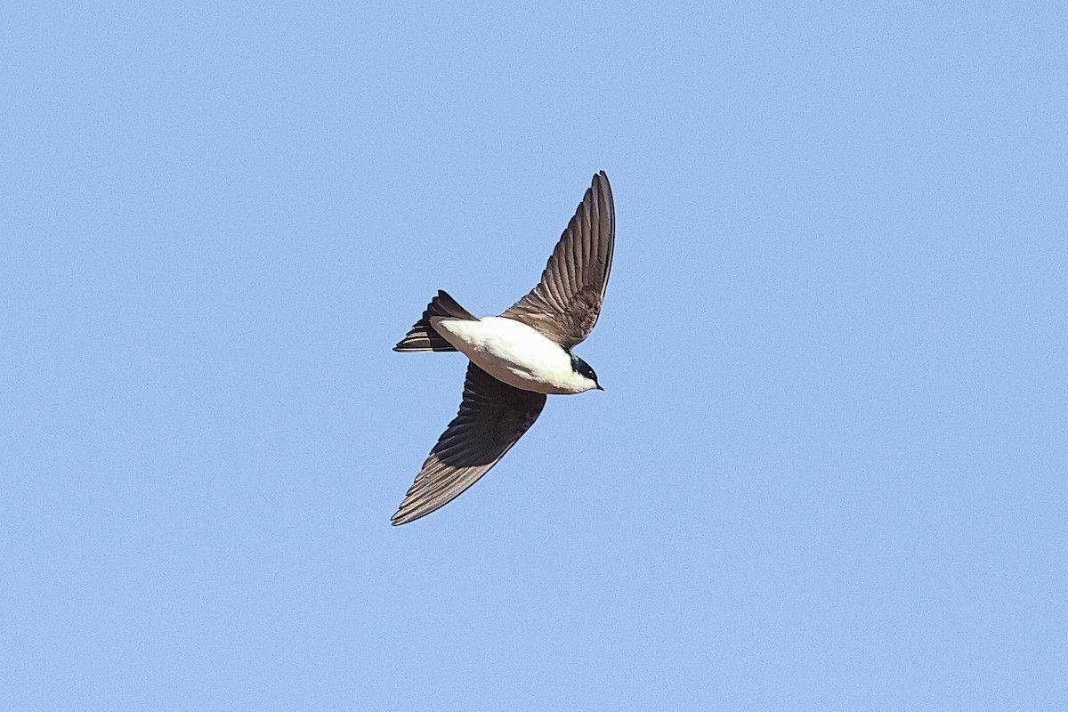 vlaštovka stromová - ML652642978