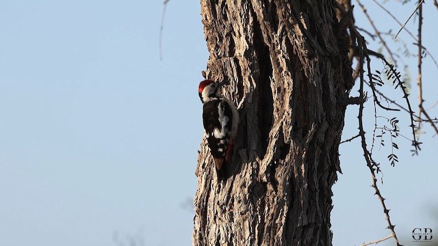 Sind Woodpecker - ML652643002