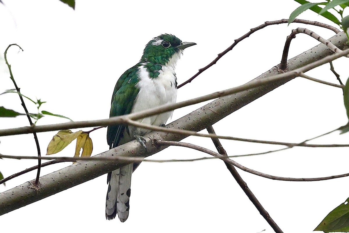 Klaas's Cuckoo - ML652643133