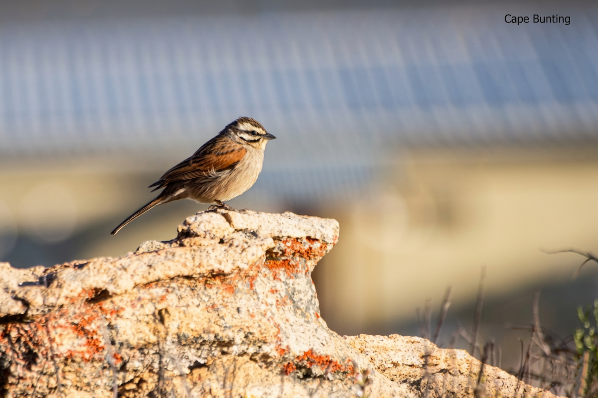 Вівсянка капська - ML652643222