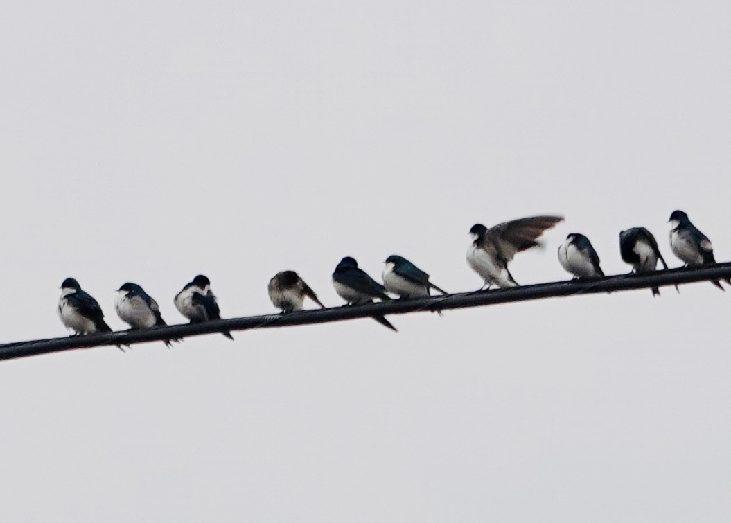 vlaštovka stromová - ML652643669