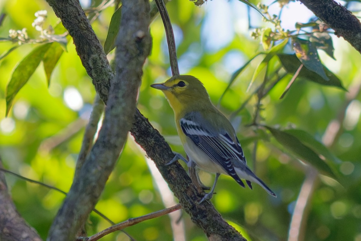 zelenáček žlutoprsý - ML652643832