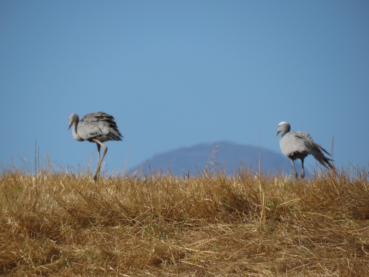Blue Crane - ML652643839