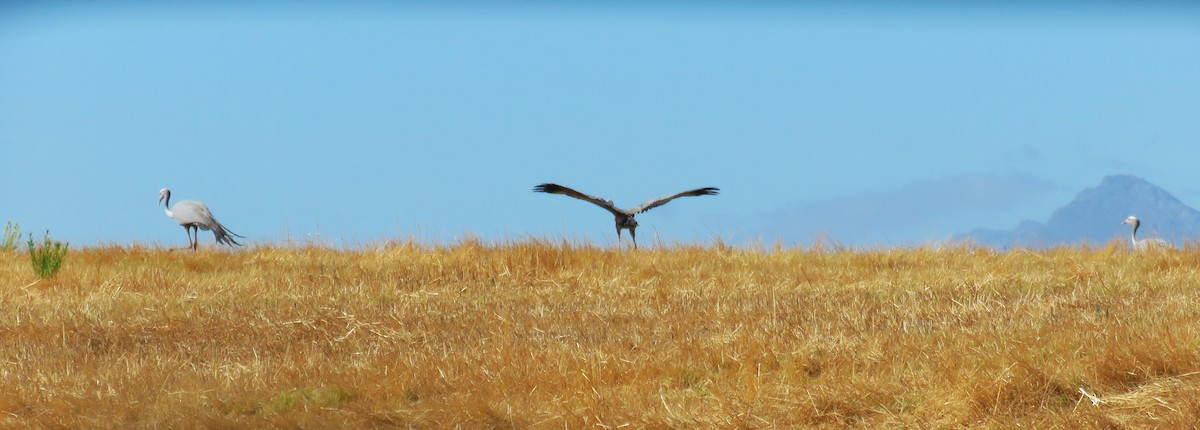 Blue Crane - ML652643844