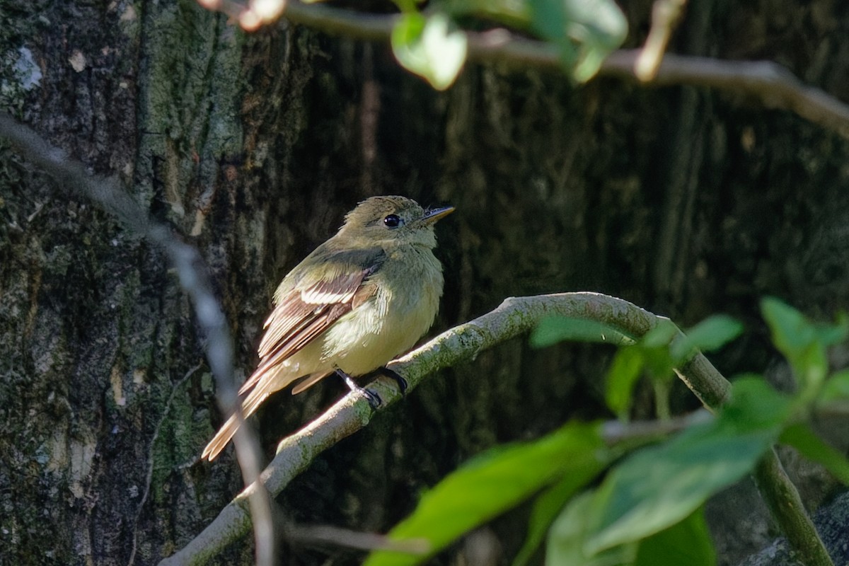 Піві-малюк жовточеревий - ML652643904