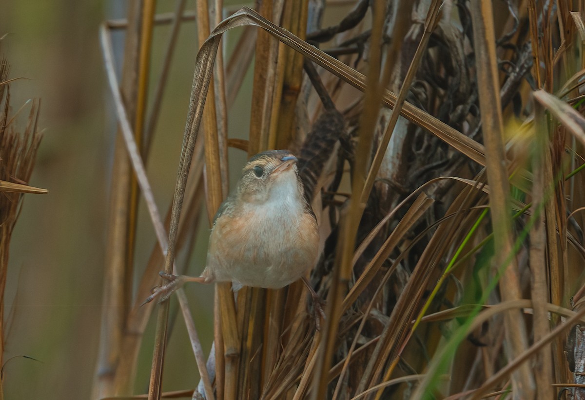 Тростниковый крапивник - ML652644002